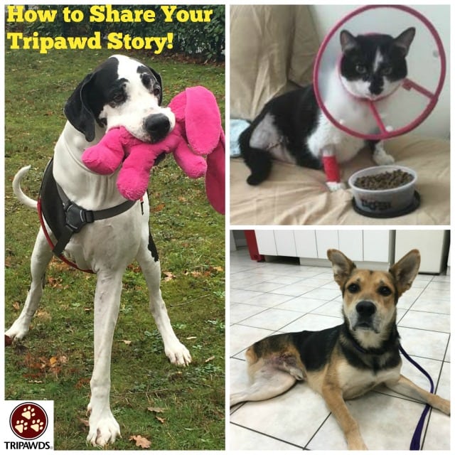 Tripawd Story Tripawd Story