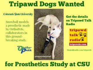 Tripawd prosthetic study