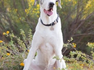 stereotactic radiation therapy for Great Dane Hazel