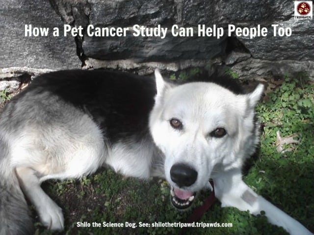 pet cancer study