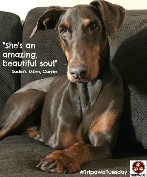 sadie the doberman Tripawd