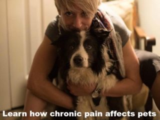 canine arthritis management