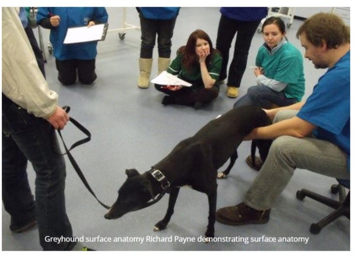 canine amputee pets survey