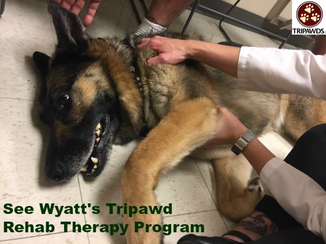 Tripawd rehab therapy exercises