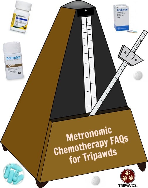 metronomic chemotherapy FAQs for Tripawds