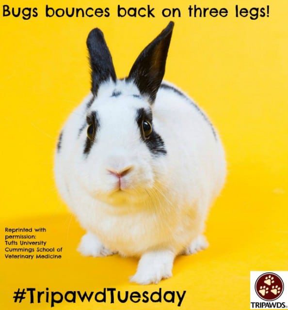 three legged rabbit