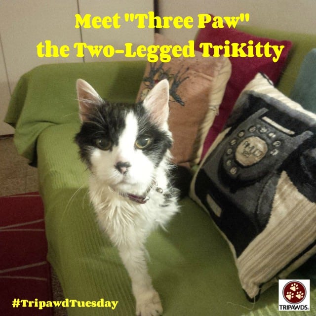 Three Paw Tripawd Kitty