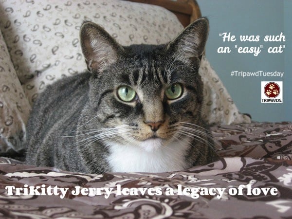 Jerry the Cat