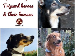 life lessons from tripawd heroes
