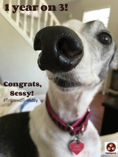 Greyhound Tripawd