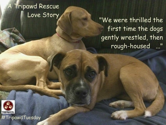 three legged rescue