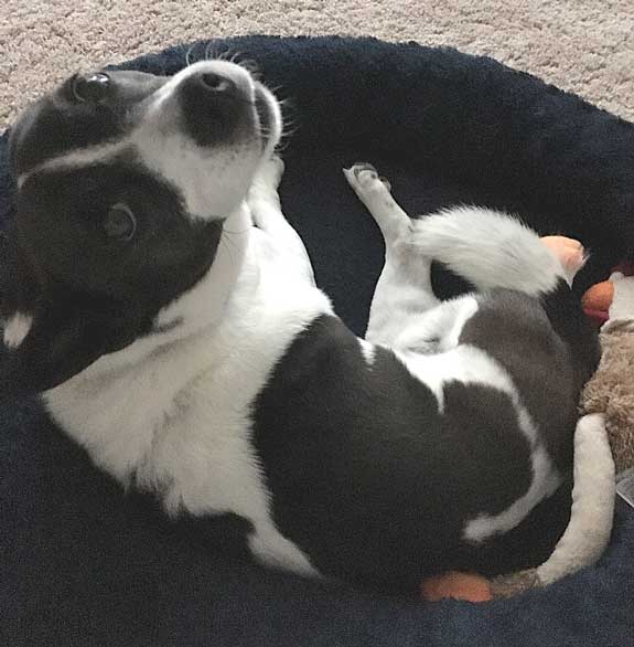 Sammy