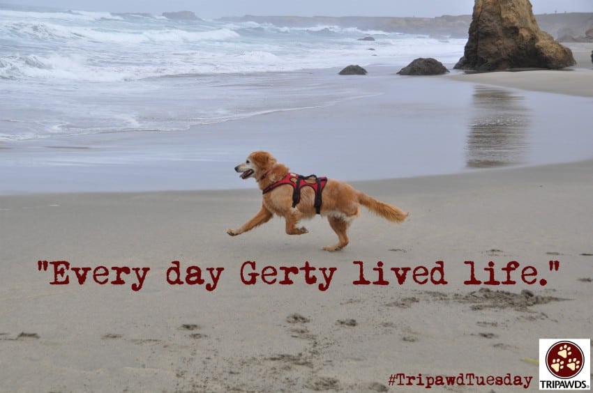 Tripawd Gerty the Golden