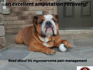 myxosarcoma pain managment