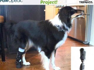 free pet prosthesis