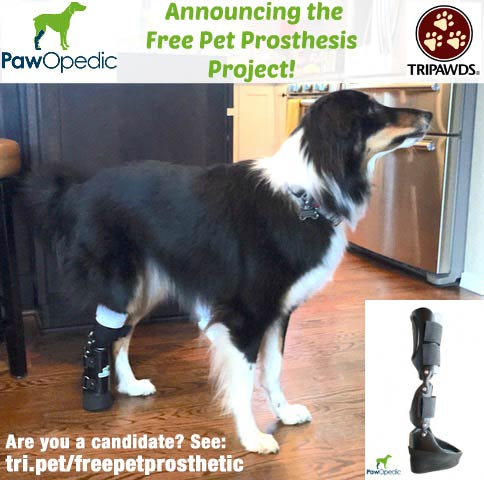 free pet prosthesis free pet prosthesis