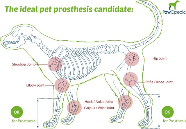 free pet prosthesis