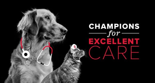 #AAHADay, AAHA-accreditation, AAHA veterinary clinics, quality veterinary care, best vets