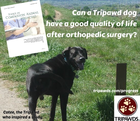 Postamputation Orthopedic Surgery in Canine Amputees Study