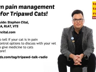 Tripawd Cats Pain Management