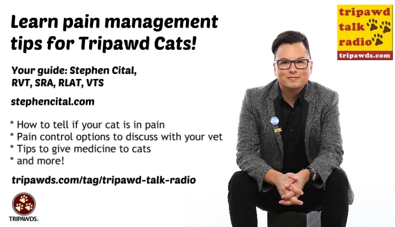 Tripawd Cats Pain Management 