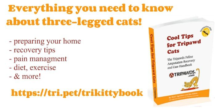 Cool Tips for Tripawd Cats announcement
