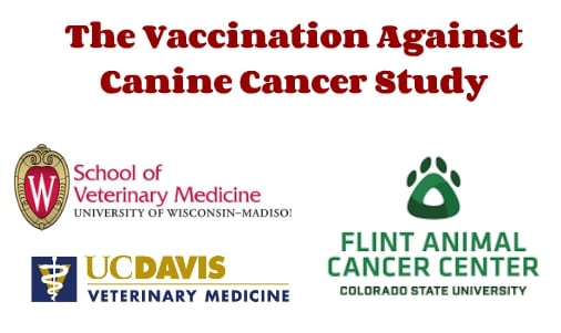 Vaccination Against Canine Cancer
