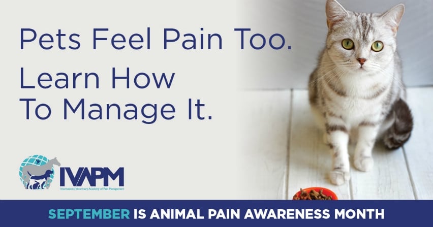 Pain Signs in Cats