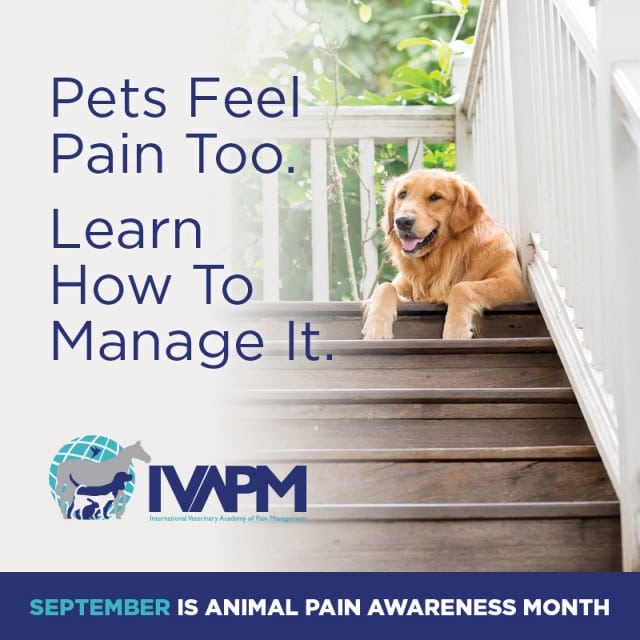 how dogs show pain