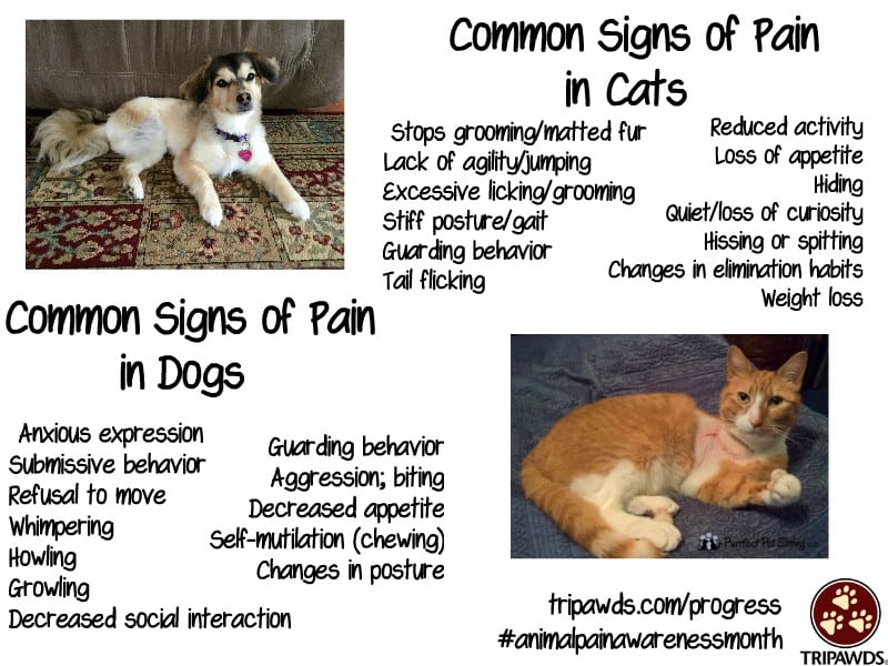 tripawd pain management