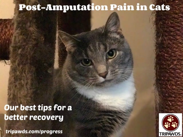 post-amputation pain in cats
