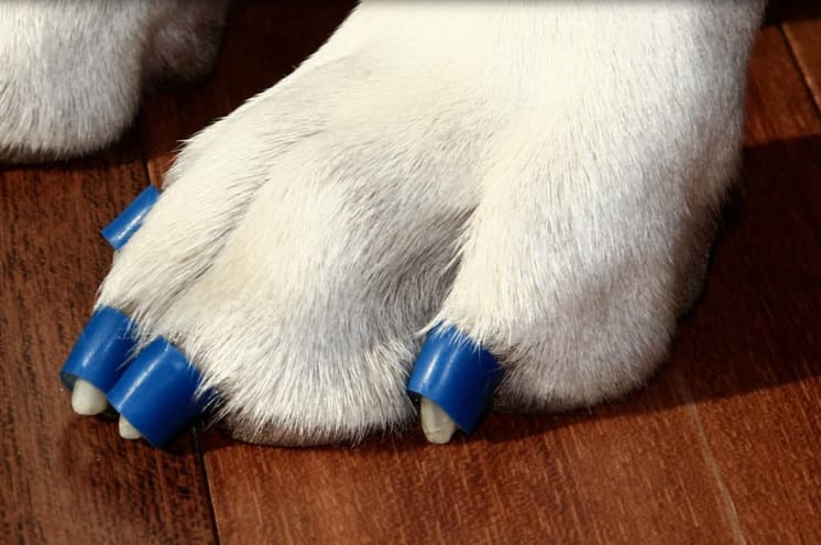 Tripawd traction
