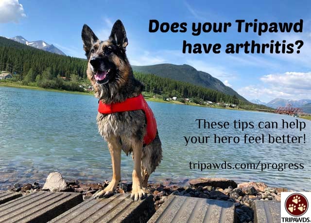 manage Tripawd arthritis