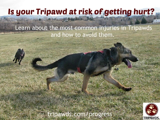 Tripawd,self-limit,activity,injury,rehab,CSU