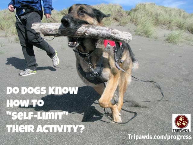 Tripawd,self-limit,activity,injury,rehab,CSU