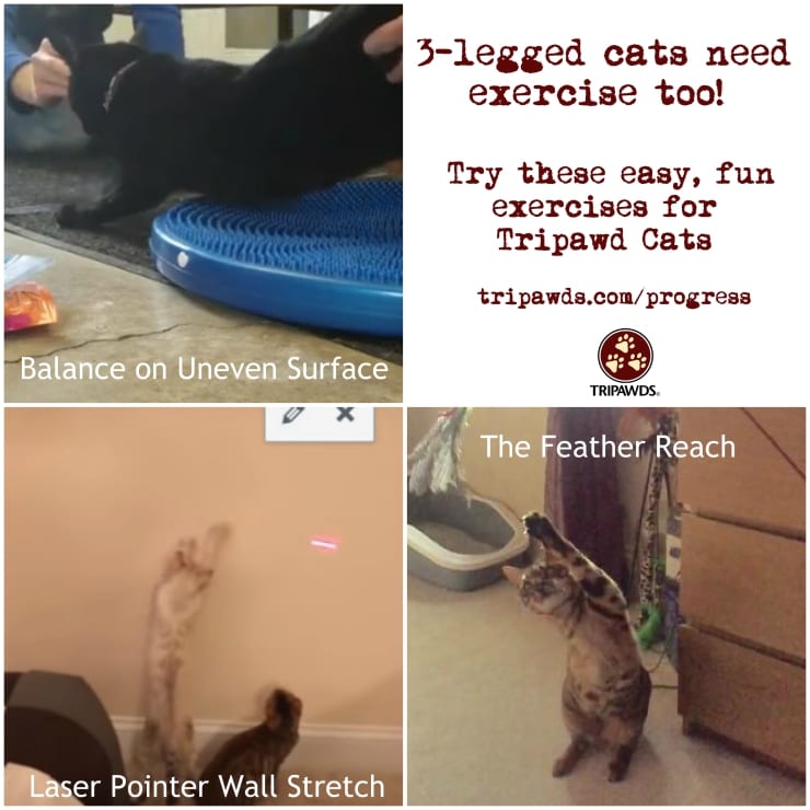 Tripawd cat exercises