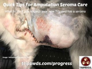 Tripawd amputation seroma care