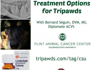 lung metastasis treatments for Tripawds