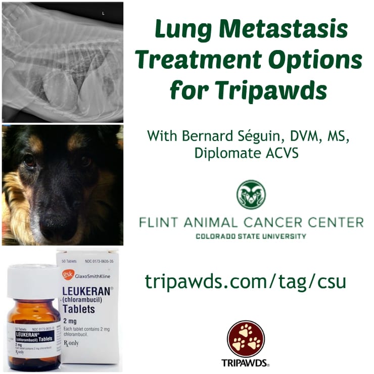 lung metastasis in Tripawds