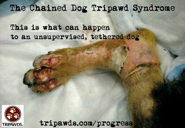 chained dog tripawd syndrome