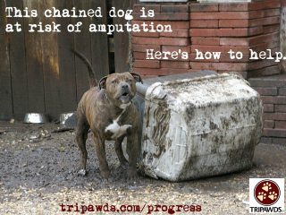 Chained Dog Tripawd Syndrome2