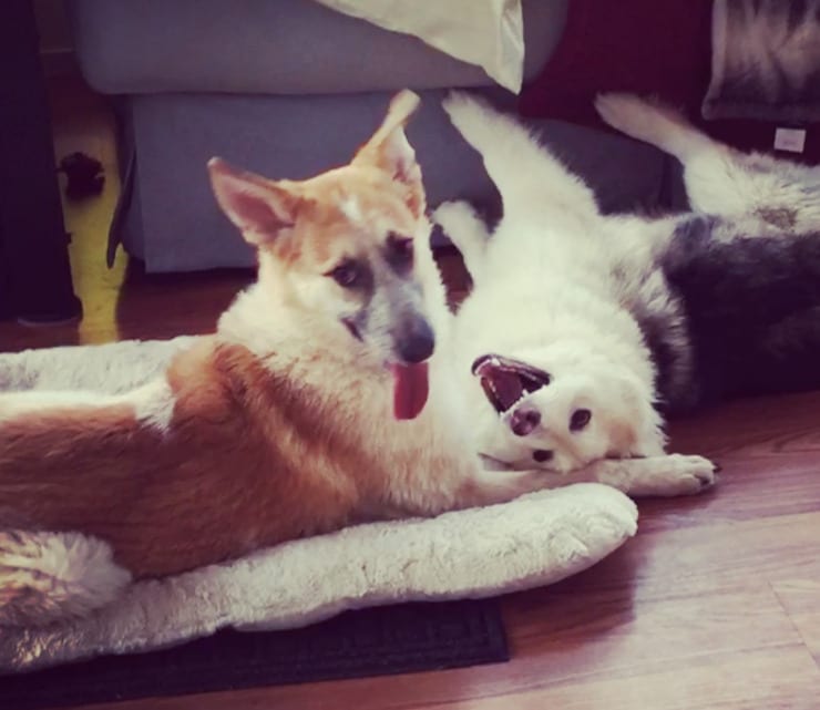 Katusha and Dasha from Dire Straits Paw Rescue Katusha and Dasha from Dire Straits Paw Rescue