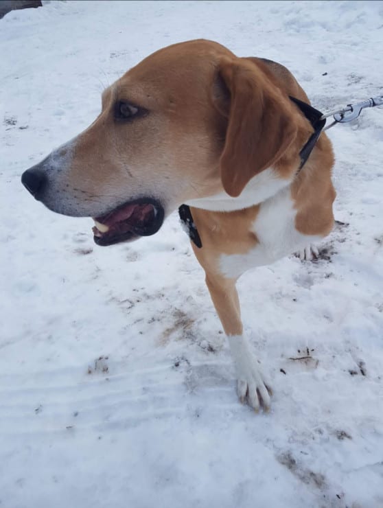 Russian Tripawd Rescue Mercury