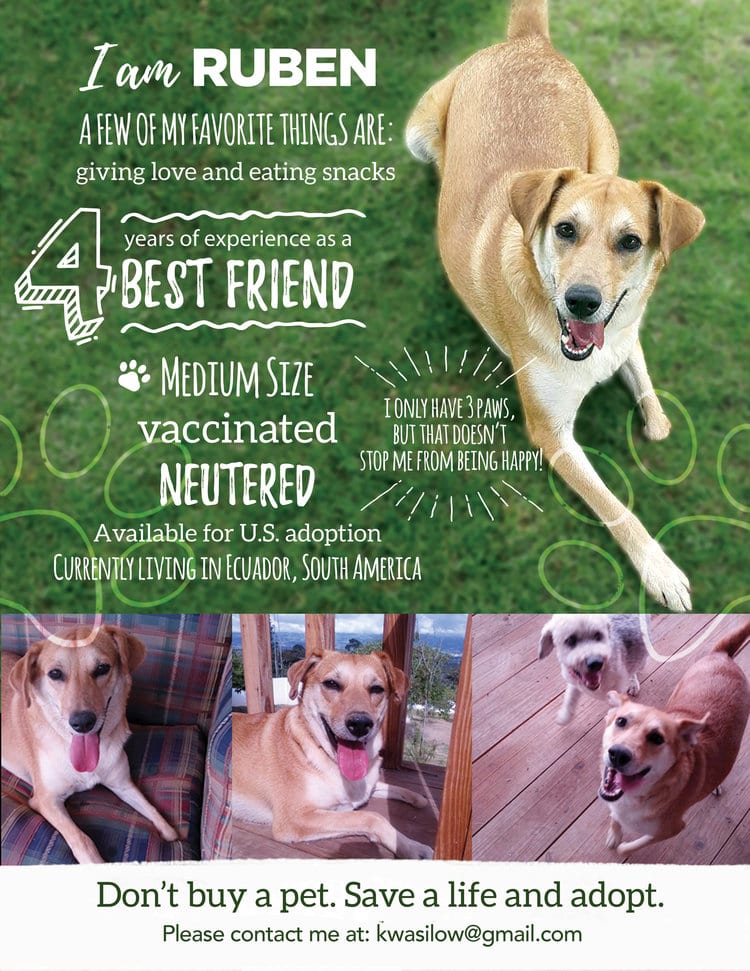 adopt tripod street dog