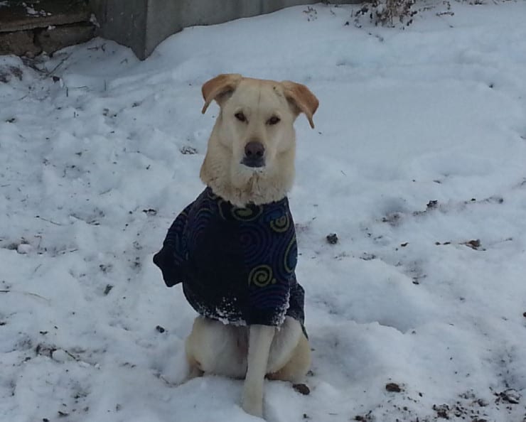 Senior Tripawd Spree