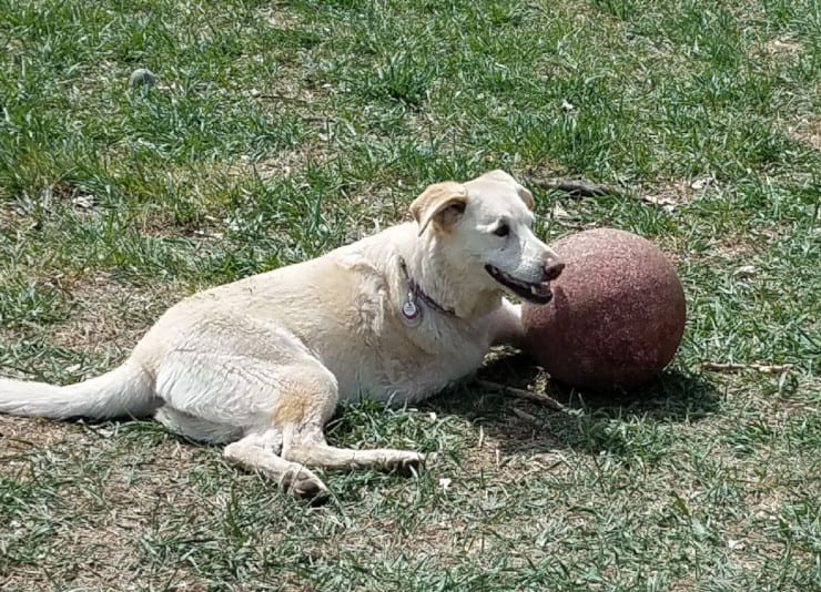 Tripawd Spree Ages Gracefully