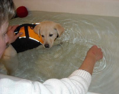 Tripawd osteoarthritis rehabilitation therapy