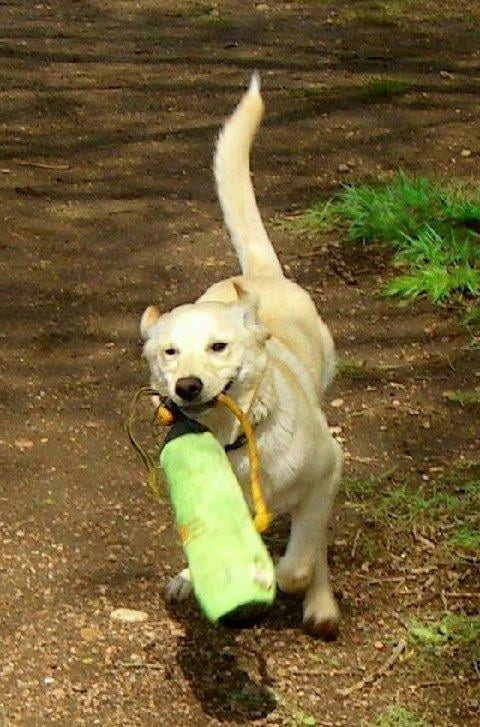 Senior Tripawd Spree