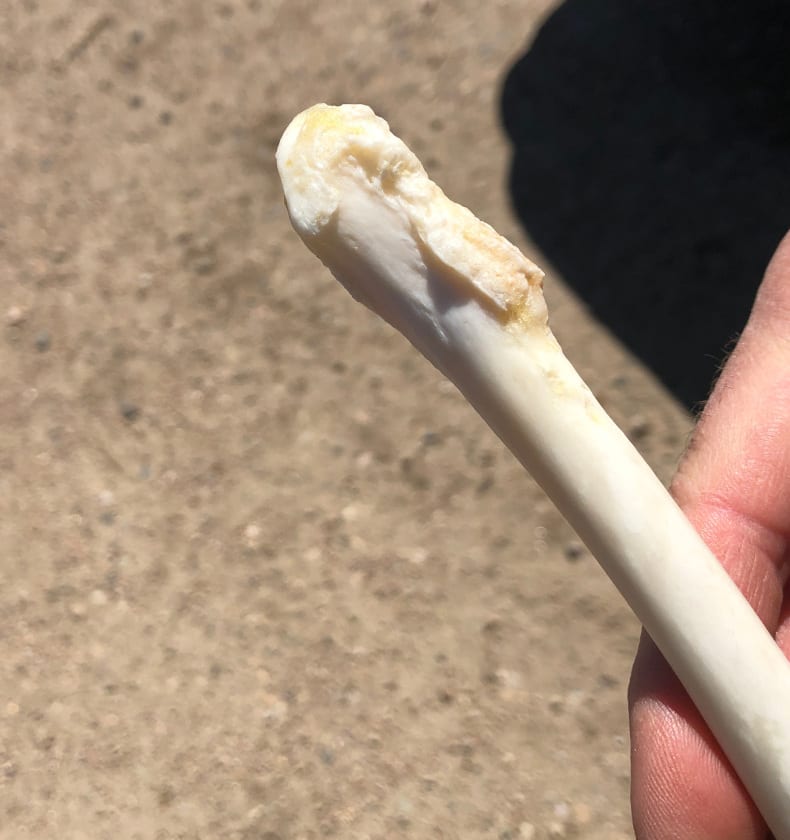 osteoarthritis Tripawd leg bone