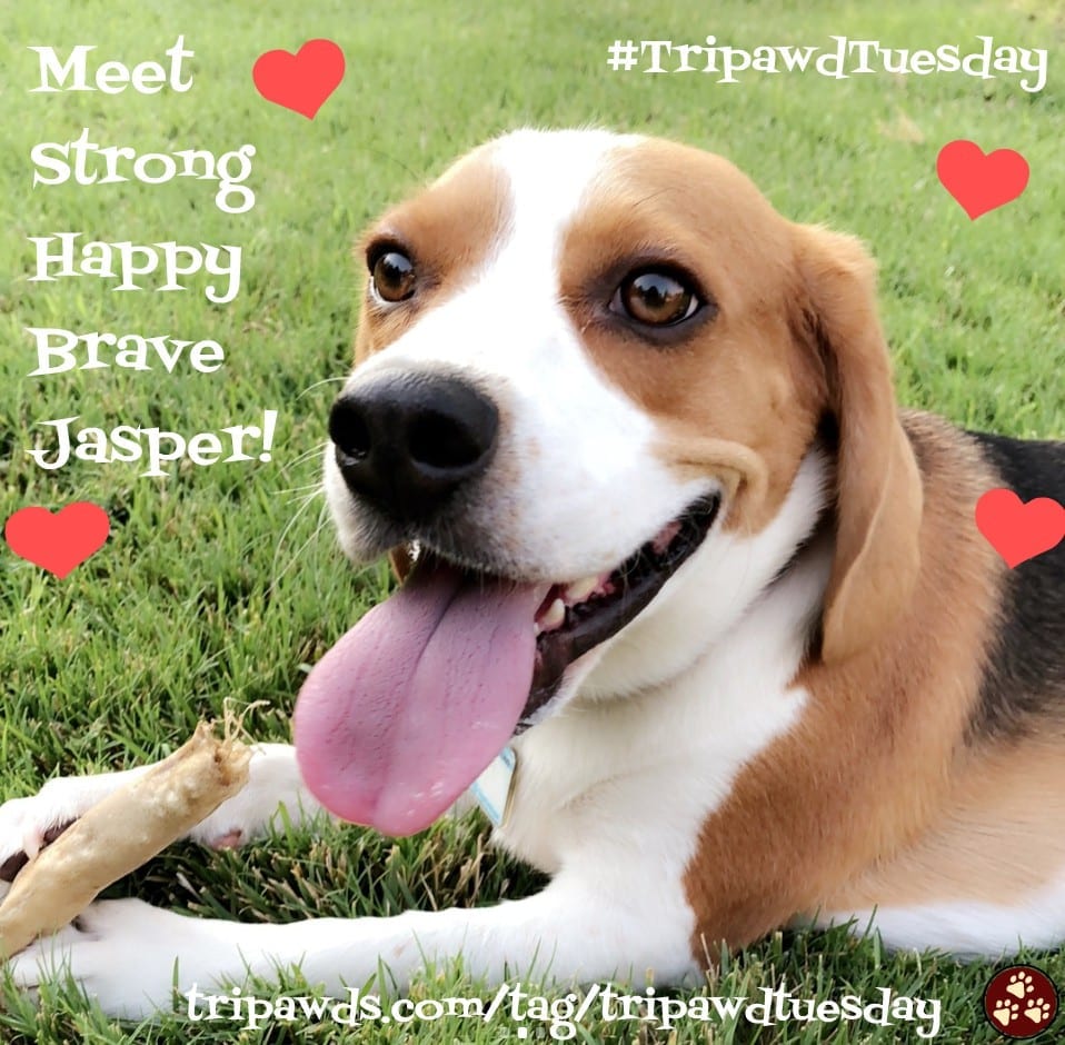 Brave Beagle Tripawd Jasper